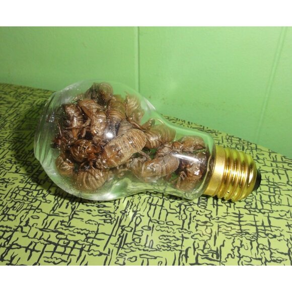 Glass Lightbulb Jar full of 27 Cicada Skins oddity curiosity goth taxidermy - Picture 12 of 16